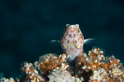 BD-150223-Sharm-6348-Synodus-variegatus-(Lacepède.-1803)-[Variegated-lizardfish].jpg